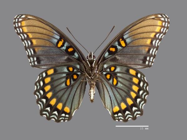 Pinned specimen of the nymphalid butterfly Limenitis arthemis arizonensis 